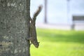 Beautiful wild gray squirrel climbing tree trunk in summer town park Royalty Free Stock Photo