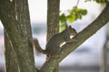 Beautiful wild gray squirrel climbing tree trunk in summer town park Royalty Free Stock Photo