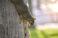 Beautiful wild gray squirrel climbing tree trunk in summer town park Royalty Free Stock Photo