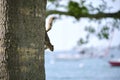 Beautiful wild gray squirrel climbing tree trunk in summer town park Royalty Free Stock Photo