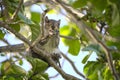 Beautiful wild gray squirrel eating nuts on a tree in summer town park Royalty Free Stock Photo