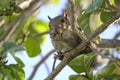 Beautiful wild gray squirrel eating nuts on a tree in summer town park Royalty Free Stock Photo