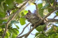 Beautiful wild gray squirrel eating nuts on a tree in summer town park Royalty Free Stock Photo