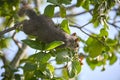 Beautiful wild gray squirrel eating nuts on a tree in summer town park Royalty Free Stock Photo