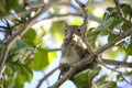 Beautiful wild gray squirrel eating nuts on a tree in summer town park Royalty Free Stock Photo