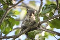 Beautiful wild gray squirrel eating nuts on a tree in summer town park Royalty Free Stock Photo