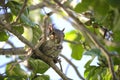 Beautiful wild gray squirrel eating nuts on a tree in summer town park Royalty Free Stock Photo