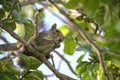 Beautiful wild gray squirrel eating nuts on a tree in summer town park Royalty Free Stock Photo