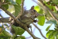 Beautiful wild gray squirrel eating nuts on a tree in summer town park Royalty Free Stock Photo