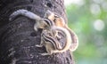 Beautiful wild gray squirrel eating nuts on a tree in summer town park. Royalty Free Stock Photo