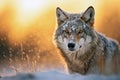 Beautiful Wild Grey Wolf in a snowy forest with defocused background at sunset. Amazing Wildlife. Generative Ai Royalty Free Stock Photo