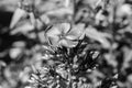 Beautiful wild growing flower phlox paniculata on meadow