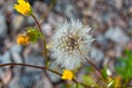 Beautiful wild growing flower seed dandelion on background meadow