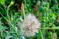 Beautiful wild growing flower seed dandelion on background meadow