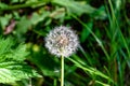 Beautiful wild growing flower seed dandelion on background meadow