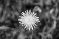 Beautiful wild growing flower seed dandelion on background meadow