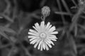 Beautiful wild growing flower seed dandelion on background meadow