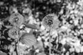 Beautiful wild growing flower seed dandelion on background meadow