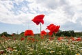 Beautiful wild-growing wild flowers of chamomile and poppies.