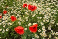 Beautiful wild-growing wild flowers of chamomile and poppies.