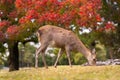Beautiful wild healthy young deer grazing in nature with colorful red orange autumn leaves in background Royalty Free Stock Photo