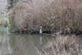 Beautiful wild heron. Vancouver. Canada. Royalty Free Stock Photo