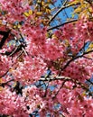 Beautiful Wild Himalayan Cherry at Chiang Mai Royal Agricultural Research Center Khun Wang