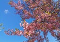 Beautiful Wild Himalayan Cherry at Chiang Mai Royal Agricultural Research Center Khun Wang