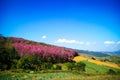 Beautiful Wild Himalayan Cherry Prunus cerasoides, Sakura fore