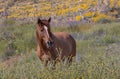 Beautiful Wild Horse in the Arizona Desert in Spring Royalty Free Stock Photo