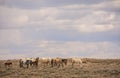 Beautiful Wild Horse Herd In Sandwash Basin Royalty Free Stock Photo