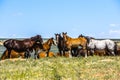 Beautiful Wild Horse Herd In Sandwash Basin Royalty Free Stock Photo