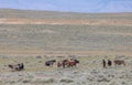 Beautiful Wild Horse Herd in Summer in the Wyoming Desert Royalty Free Stock Photo