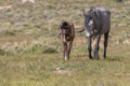 Beautiful Wild Horse Mare and Cute Foal