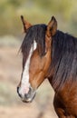 Beautiful Wild Horse Portrait in the Arizona Desert Royalty Free Stock Photo