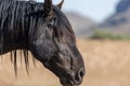 Beautiful Wild Horse Portrait Royalty Free Stock Photo