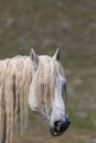 Beautiful Wild Horse Portrait Royalty Free Stock Photo