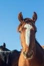 Beautiful Wild Horse Portrait Royalty Free Stock Photo