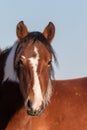 Beautiful Wild Horse Portrait Royalty Free Stock Photo