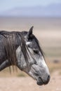 Wild Horse Portrait in the Utah Desert in Summer Royalty Free Stock Photo