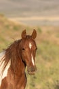 Beautiful Wild Horse Portrait in Utah Royalty Free Stock Photo