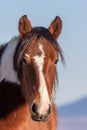 Beautiful Wild Horse Close Up Portrait Royalty Free Stock Photo