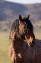 Beautiful Wild Horse Portrait in the Utah Desert Royalty Free Stock Photo