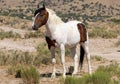 Beautiful Wild Horse Portrait in the Utah Desert in Summer Royalty Free Stock Photo