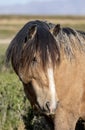 Beautiful Wild Horse Portrait in Utah in Spring Royalty Free Stock Photo