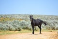 Beautiful Wild Horse In Sandwash Basin