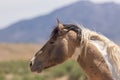 Beautiful Wild Horse Side Portrait Royalty Free Stock Photo