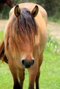 Beautiful wild horse,standing alone in field Royalty Free Stock Photo