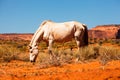 Beautiful Wild Horse in Utah Red Rock Desert Royalty Free Stock Photo