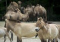 Wild horses in zoo Royalty Free Stock Photo